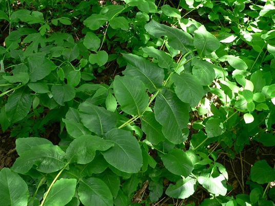 {Lonicera dioica}